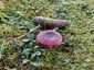 Barnulóhúsú galambgomba (Russula xerampelina), Őrség